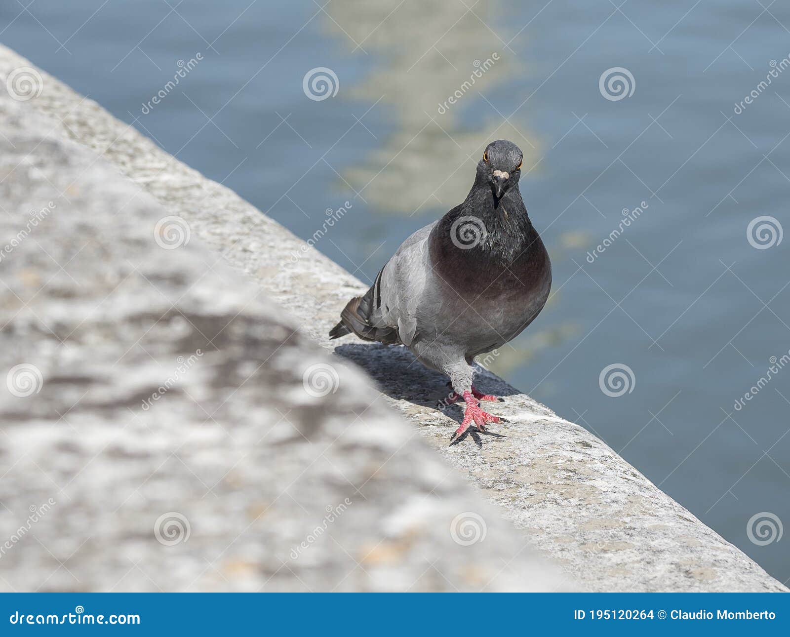 piccione comune passeggia su di un muretto in pietra