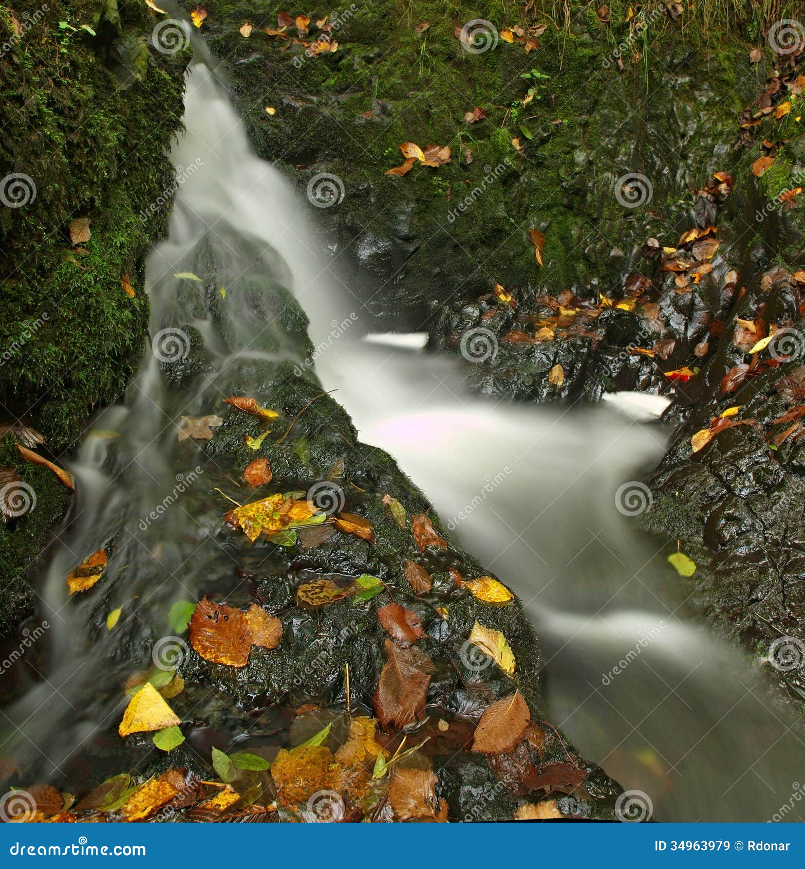 Piccola cascata in pieno di acqua dopo pioggia. Le foglie variopinte dall'albero di acero e dalla ciliegia selvatica che mettono sul basalto bagnato oscillano. Pietre e foglie di autunno variopinte