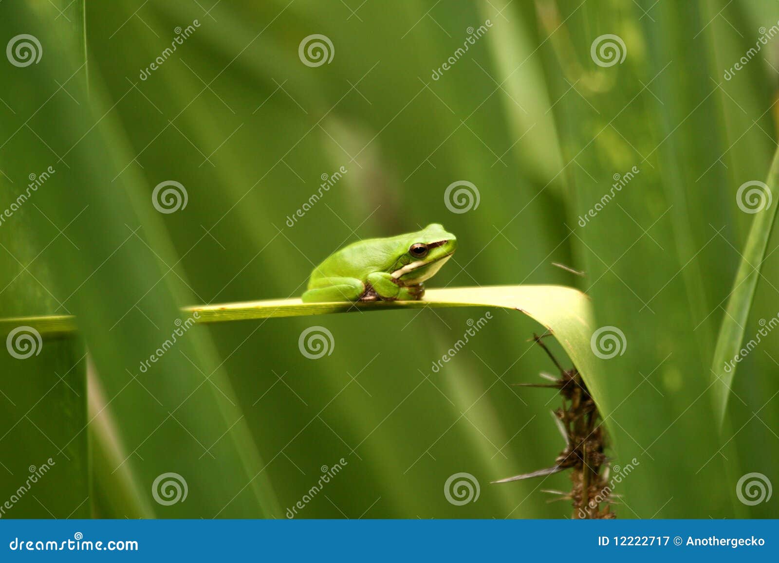 Piccola rana verde. Rana di albero nana orientale (fallax di Litoria) sulla lamierina, valle del canguro, Australia