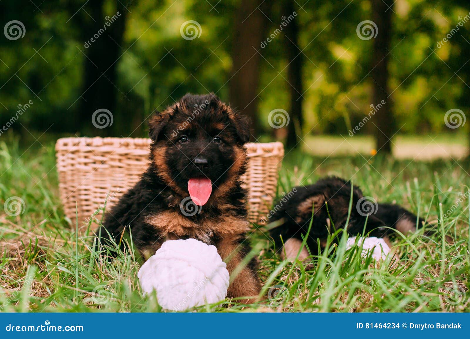 Piccoli Cuccioli Felici Fotografia Stock Immagine Di Sonno