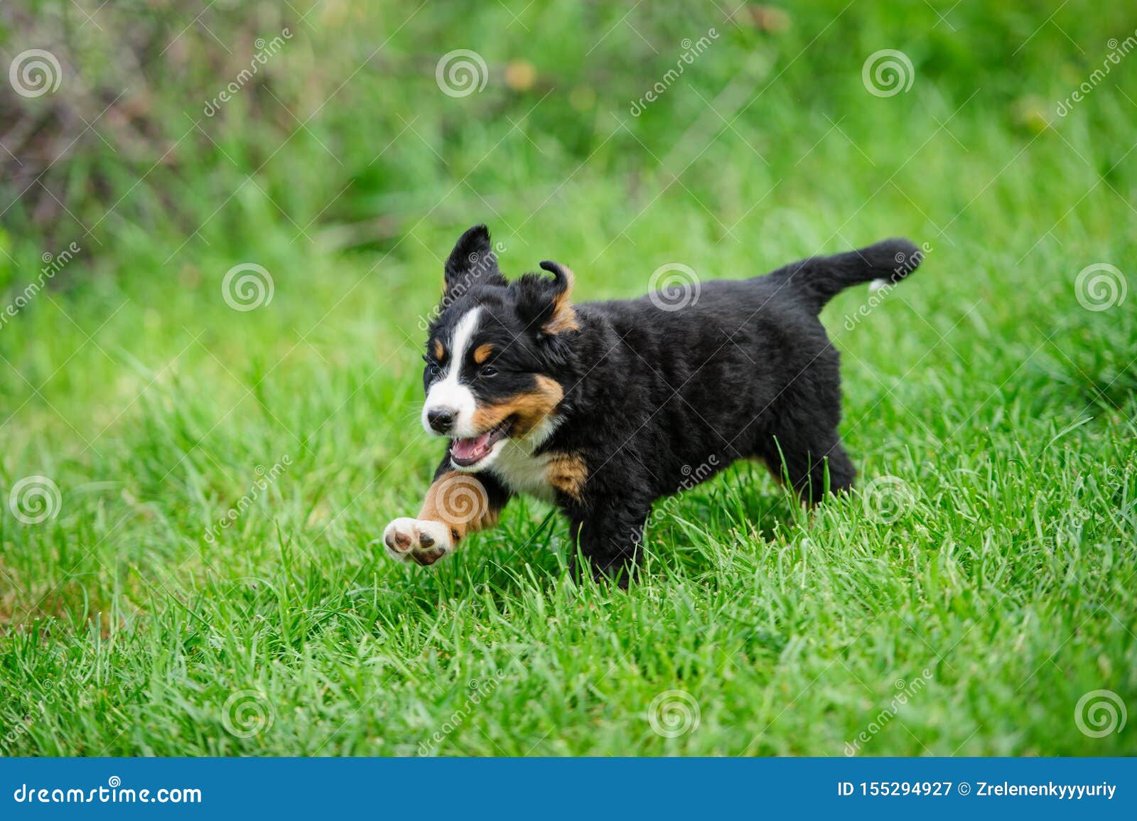 Piccoli Cuccioli Felici Che Corrono Su Un Erba Verde Immagine Stock Immagine Di Ritratto Animale