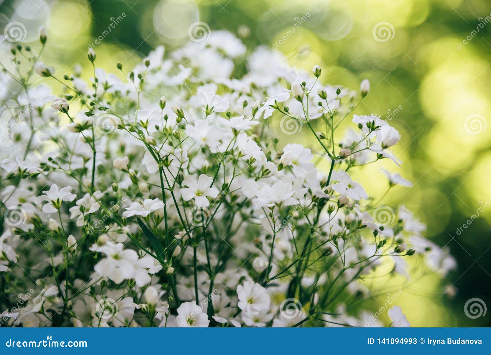 Piccoli Fiori Bianchi Del Gypsophila Su Un Verde E Su Un Fondo Giallo Del Bokeh, Giorno ...