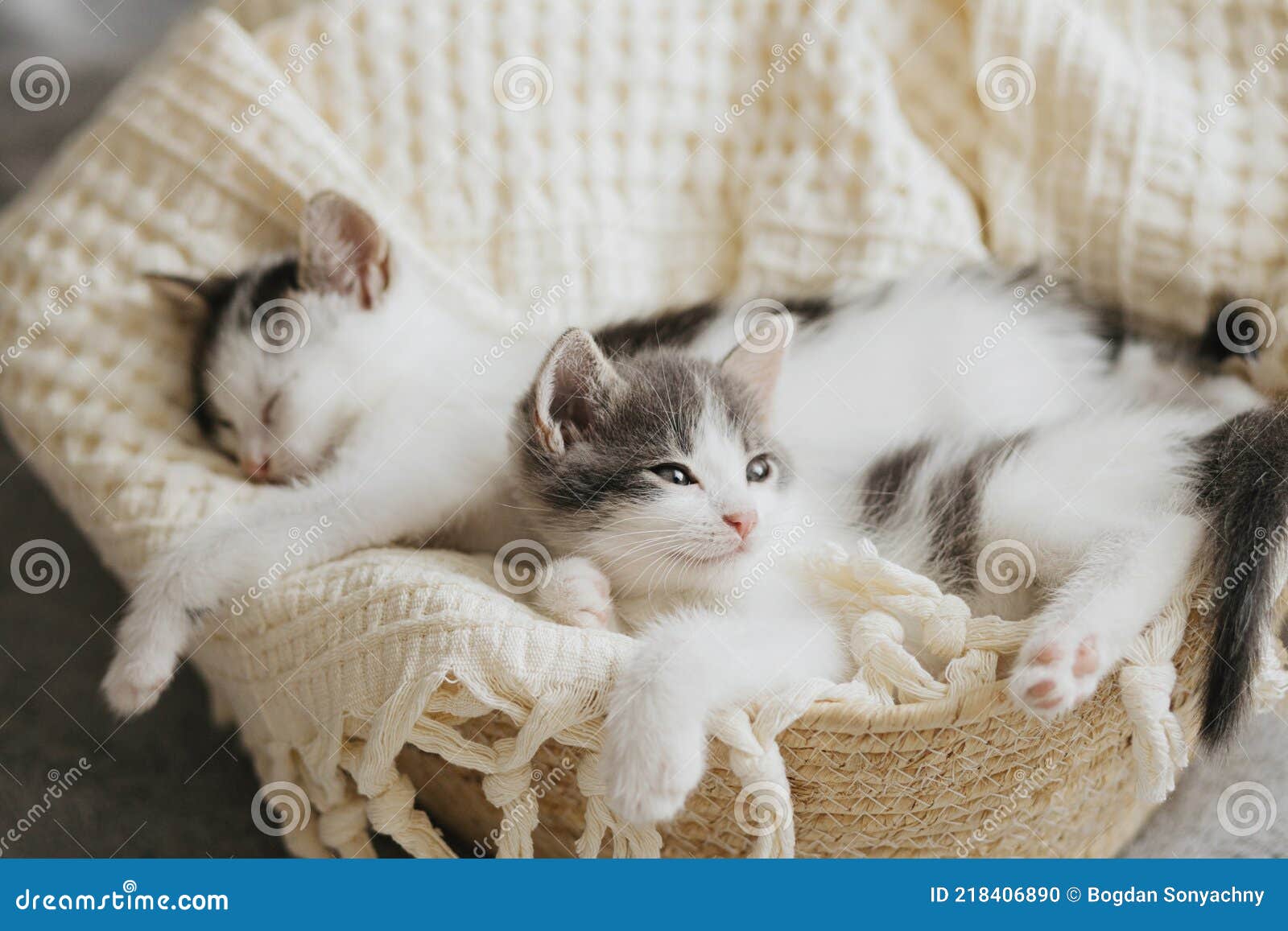 piccoli-gattini-carini-che-dormono-su-un