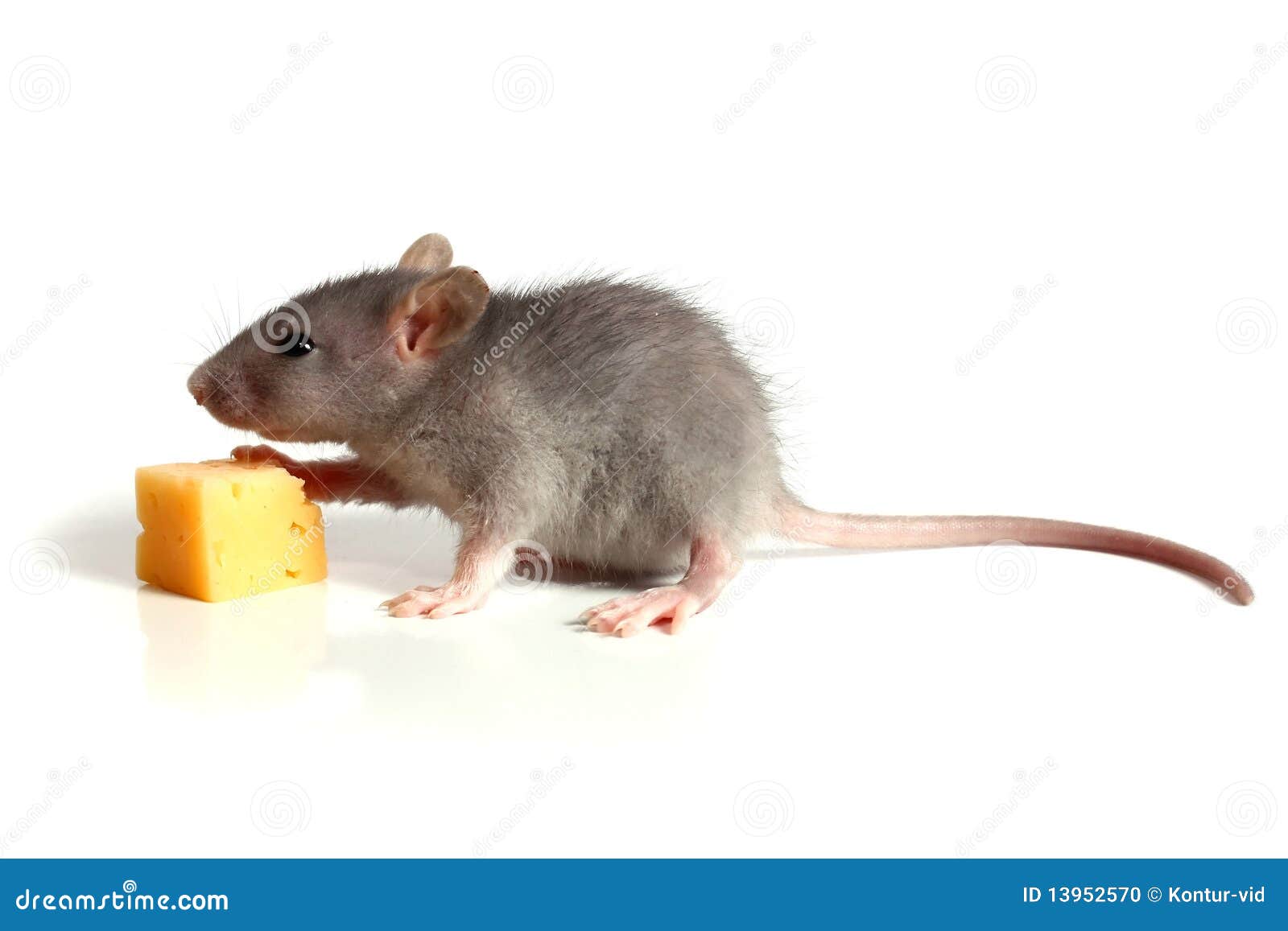 Piccoli mouse e formaggio. Piccolo mouse e formaggio isolati su priorità bassa bianca
