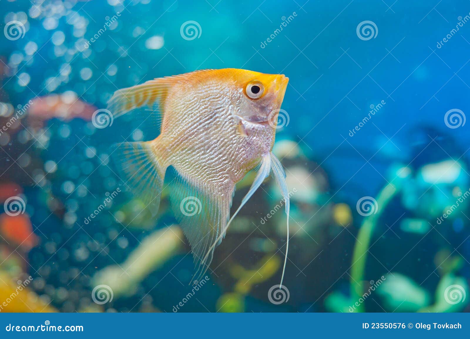 Mini Acquario Per Pesci Piccoli | 1,5 Litri | 18x11x15cm | Colori Assortiti | Made In Italy - Foto 9