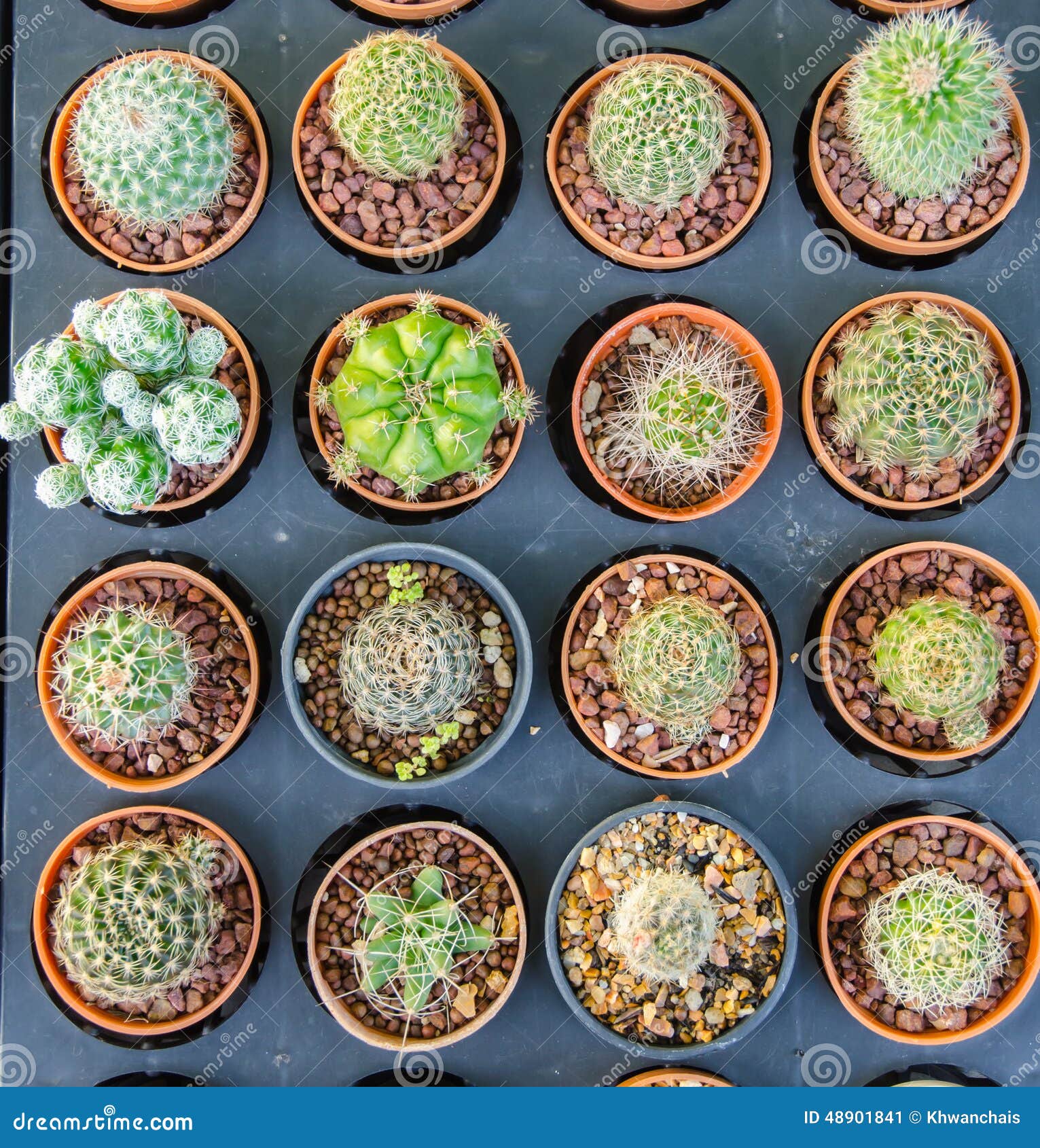 Piccoli Tipi Differenti Di Piante Del