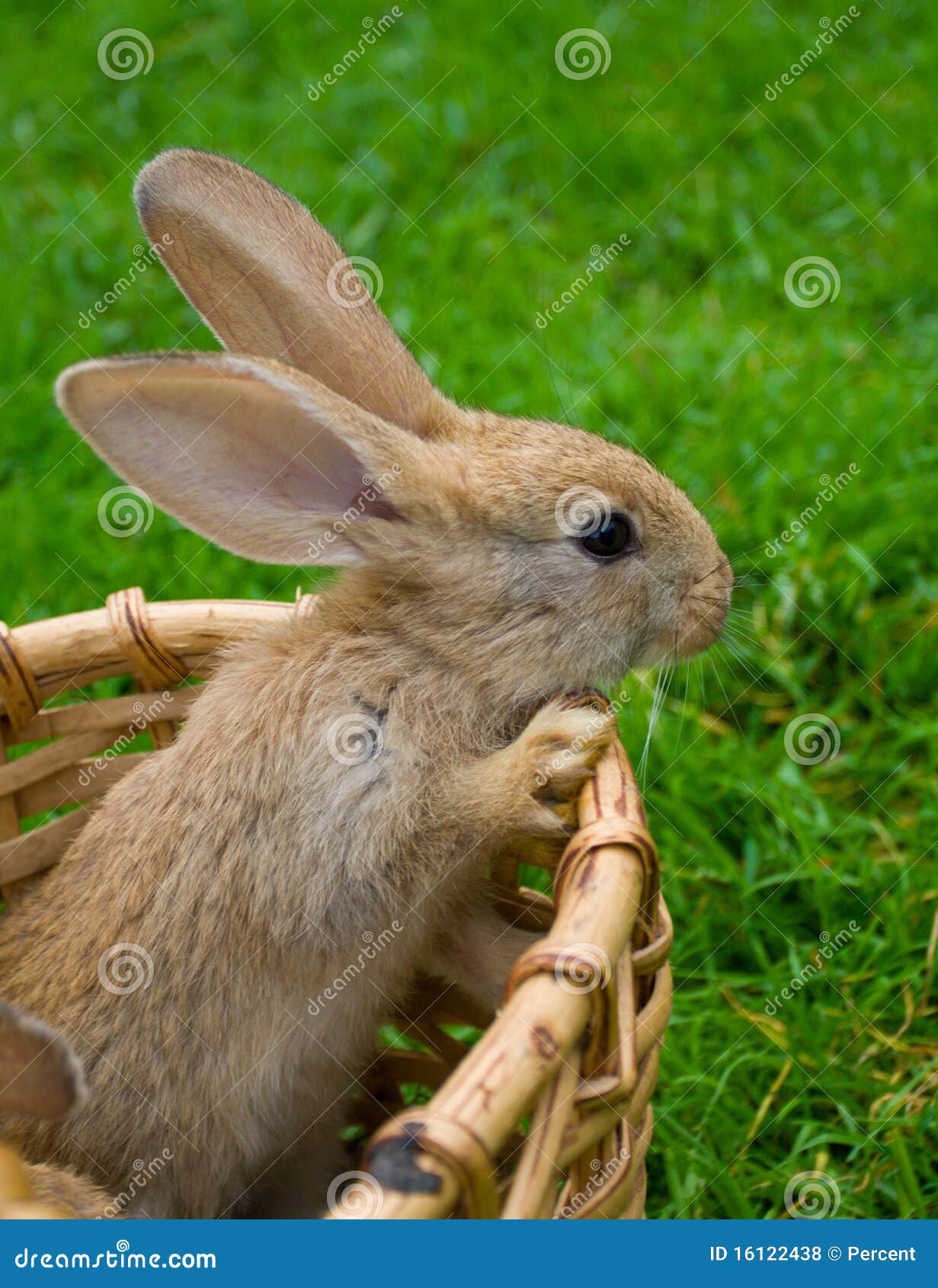 Coniglietta Di Pasqua Con L'uovo Di Pasqua Ed I Fiori Sul Cespuglio Verde Image68546309 - Foto 7