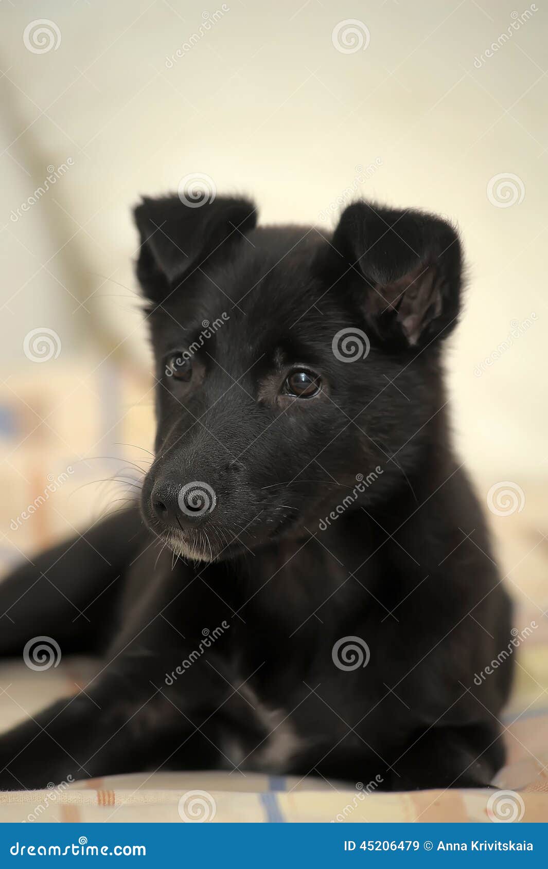 Piccolo Cane Nero Del Cucciolo Immagine Stock Immagine Di Razza Bodyguard