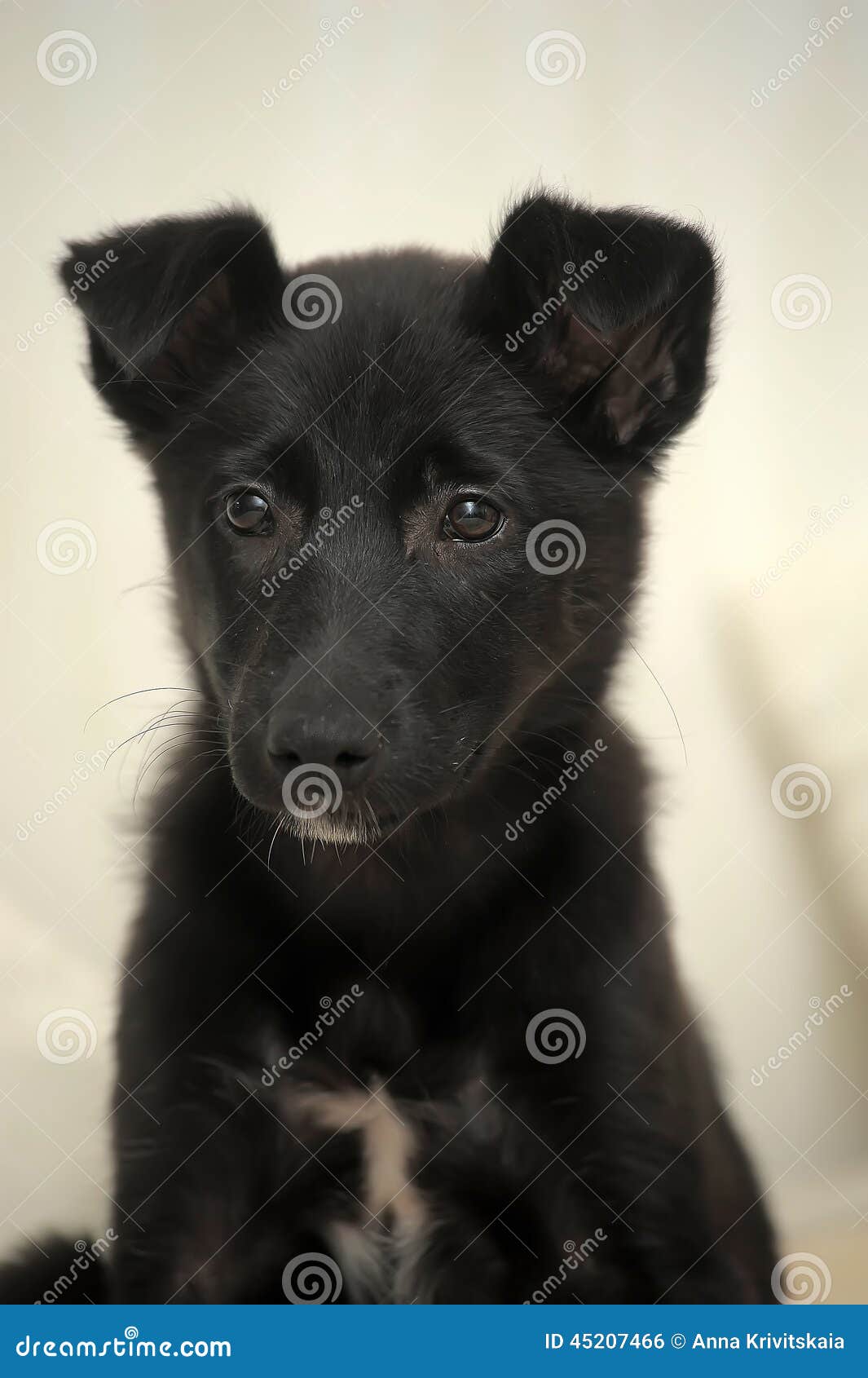 Piccolo Cane Nero Del Cucciolo Fotografia Stock Immagine Di Amico Comportamento