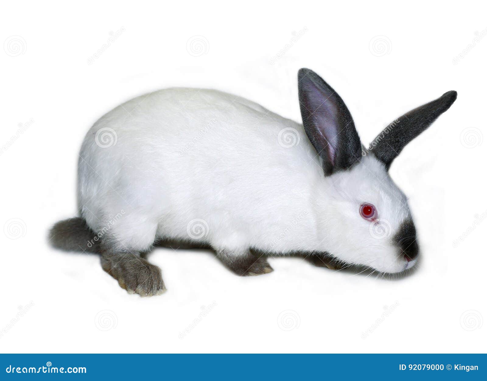 Peluche Coniglio Trudi RIZZOLI LIBRI SIGNORA CONIGLIO BIANCO