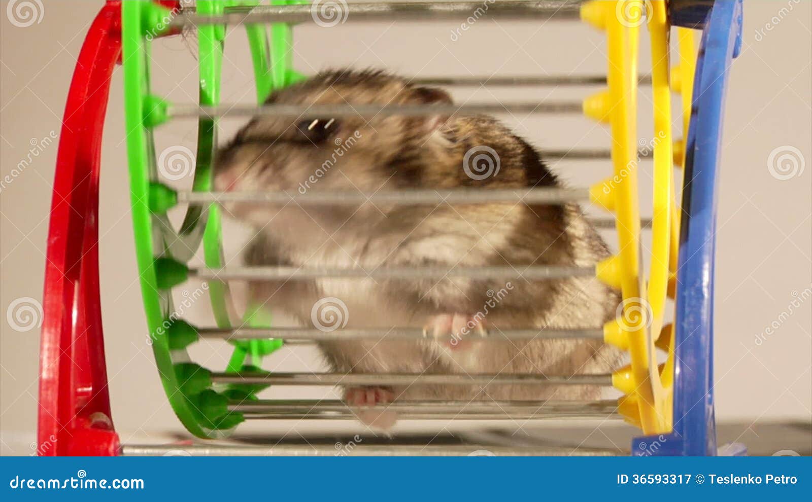 Criceto Vidos