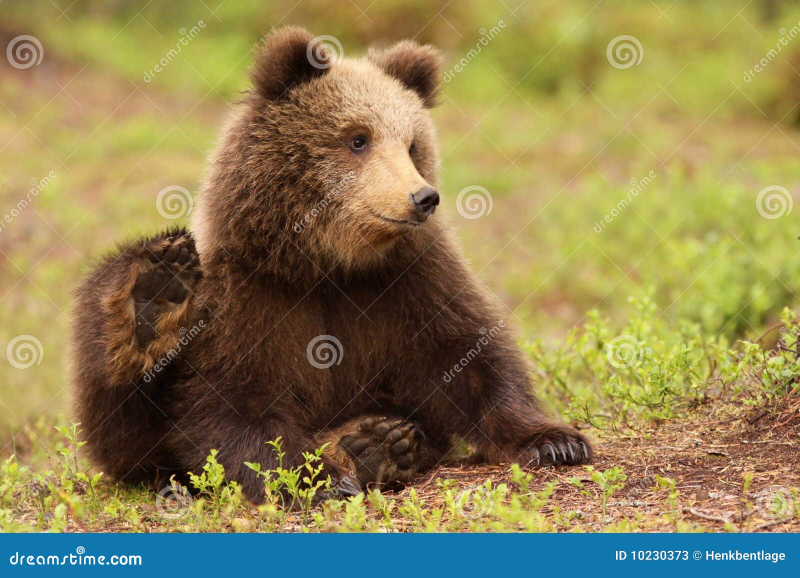 Piccolo Cub Di Orso Marrone Sveglio Immagine Stock Immagine di