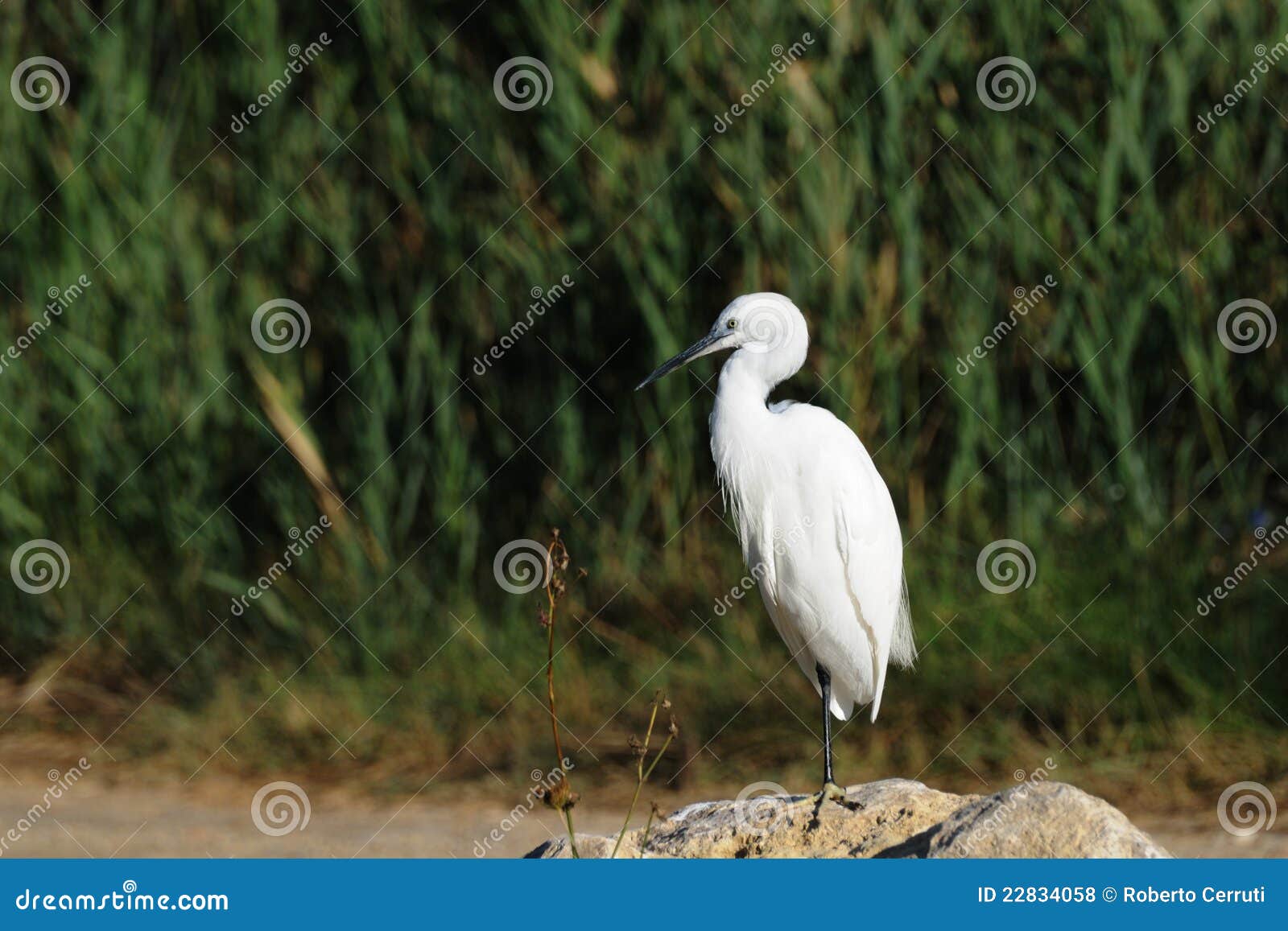 Piccolo egret che si leva in piedi su una roccia. Piccolo egret (garzetta del egretta) che si leva in piedi su una roccia