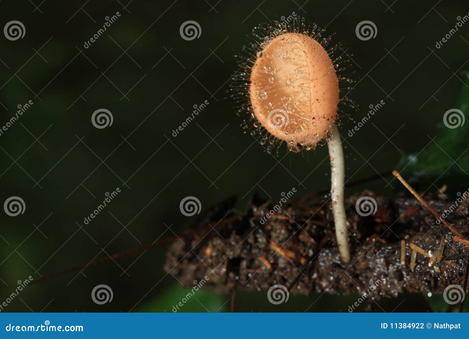 Piccolo fungo nella giungla della Tailandia