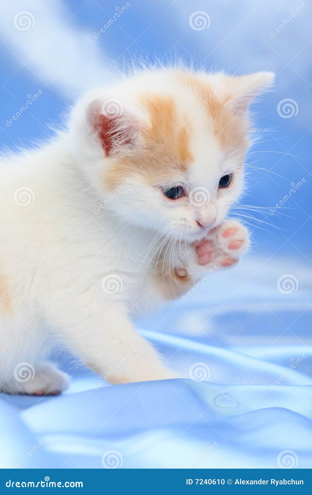 Piccolo gattino grazioso fotografia stock. Immagine di occhio 7240610