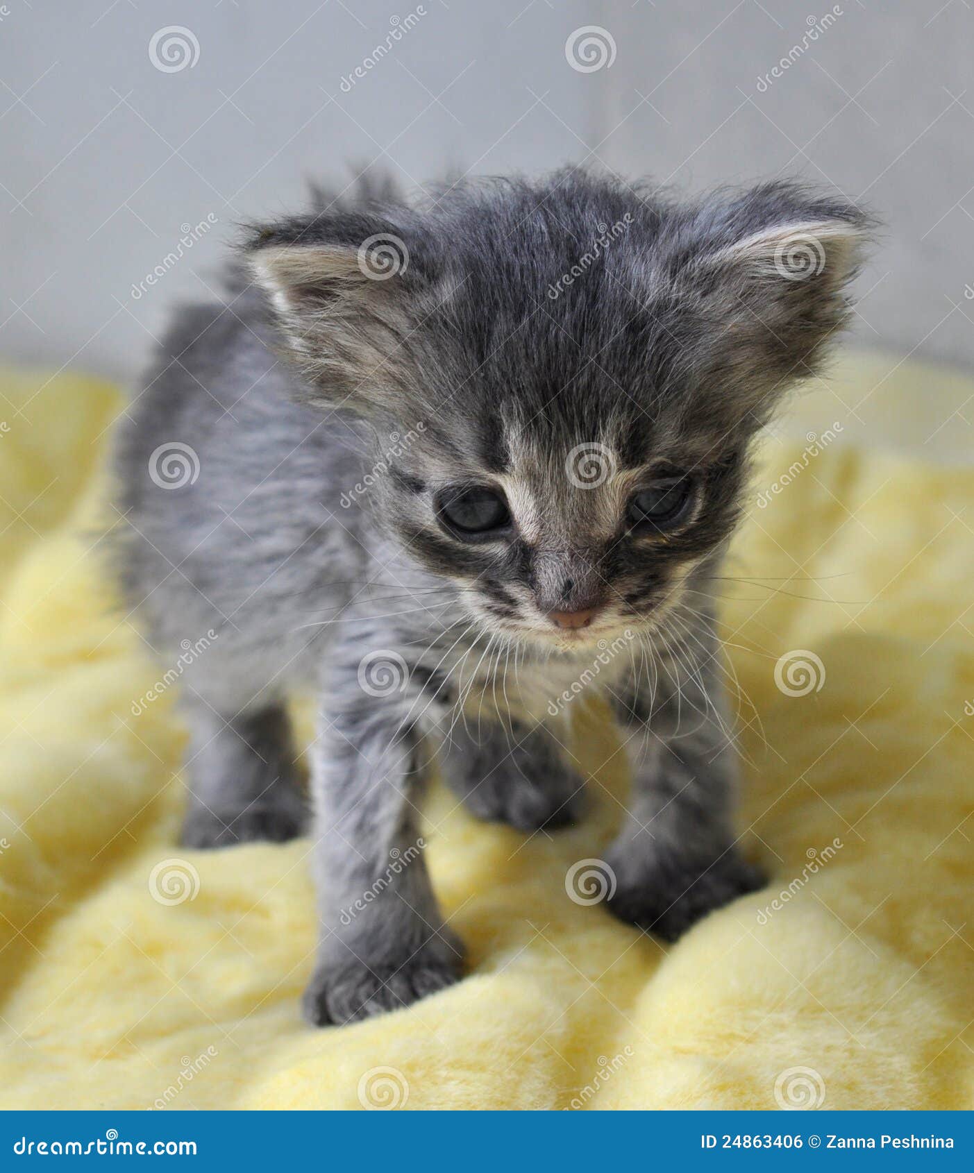 Piccolo Gattino Grigio Appena Nato Foto Foto Stock Gratis E Royalty Free Da Dreamstime