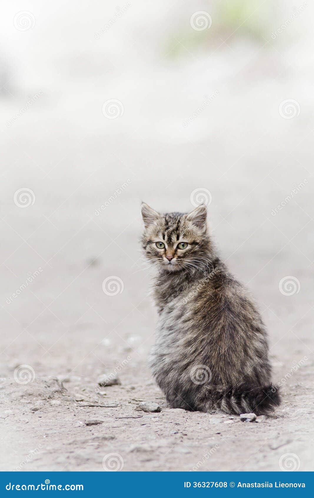 Piccolo gatto fotografia stock. Immagine di nave, animale 36327608