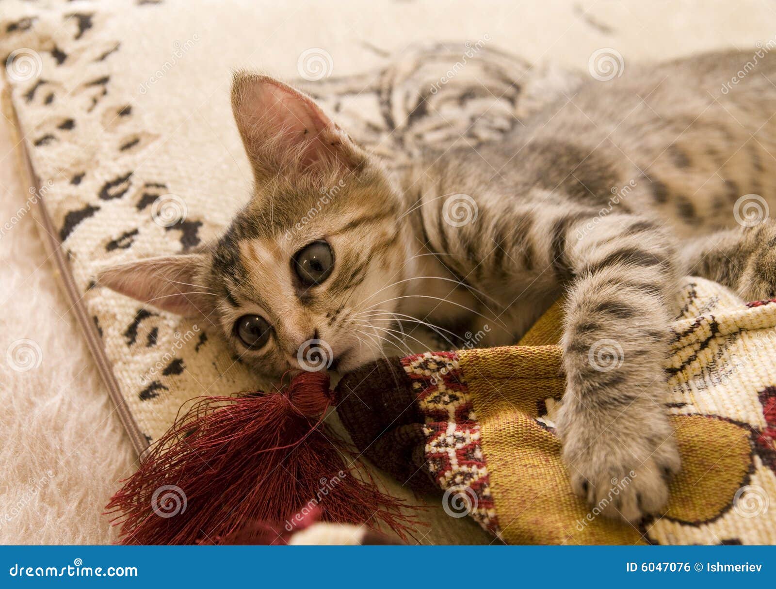 Piccolo gatto fotografia stock. Immagine di vita, leggenda 6047076