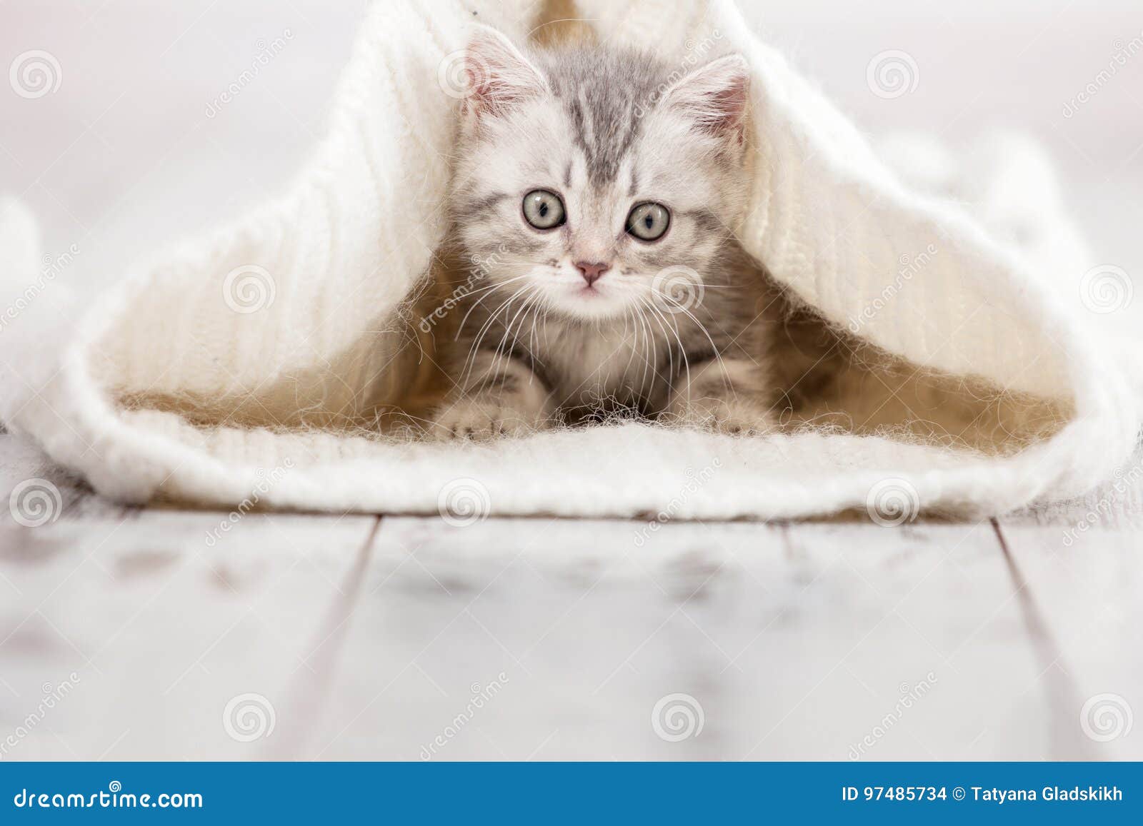 Piccolo gatto a casa fotografia stock. Immagine di gattino 97485734