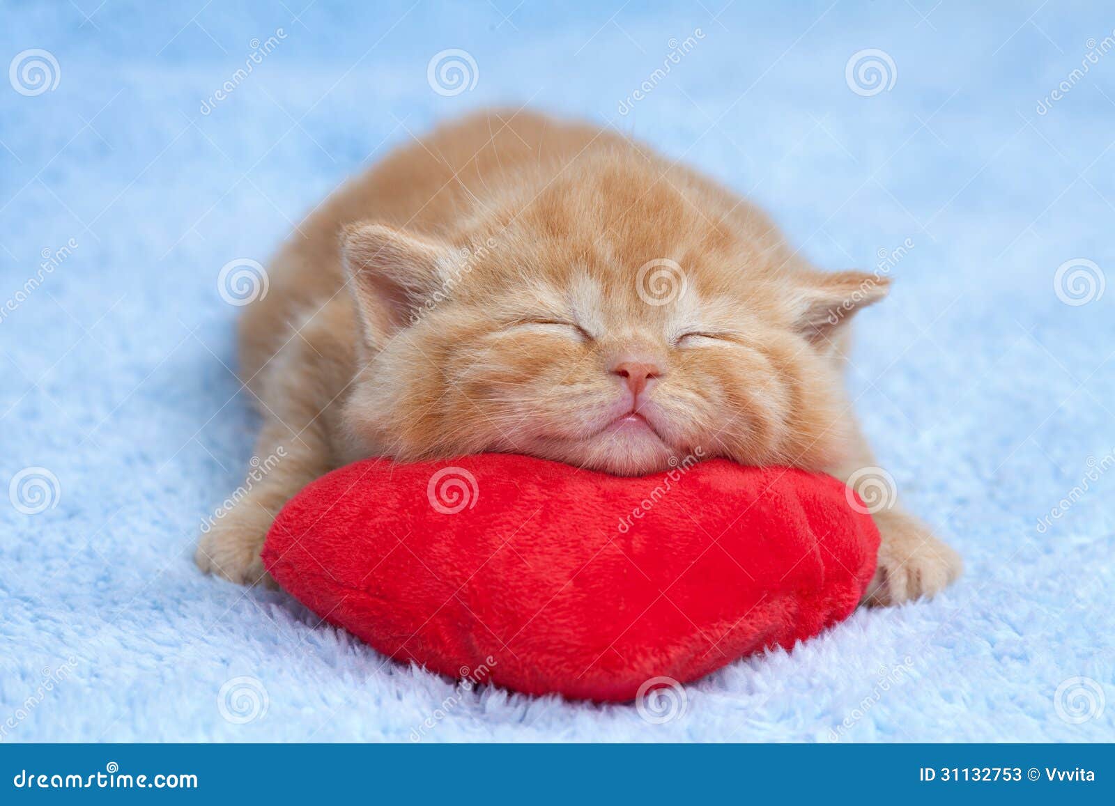 Piccolo Gatto Che Dorme Sul Cuscino Immagine Stock Immagine di