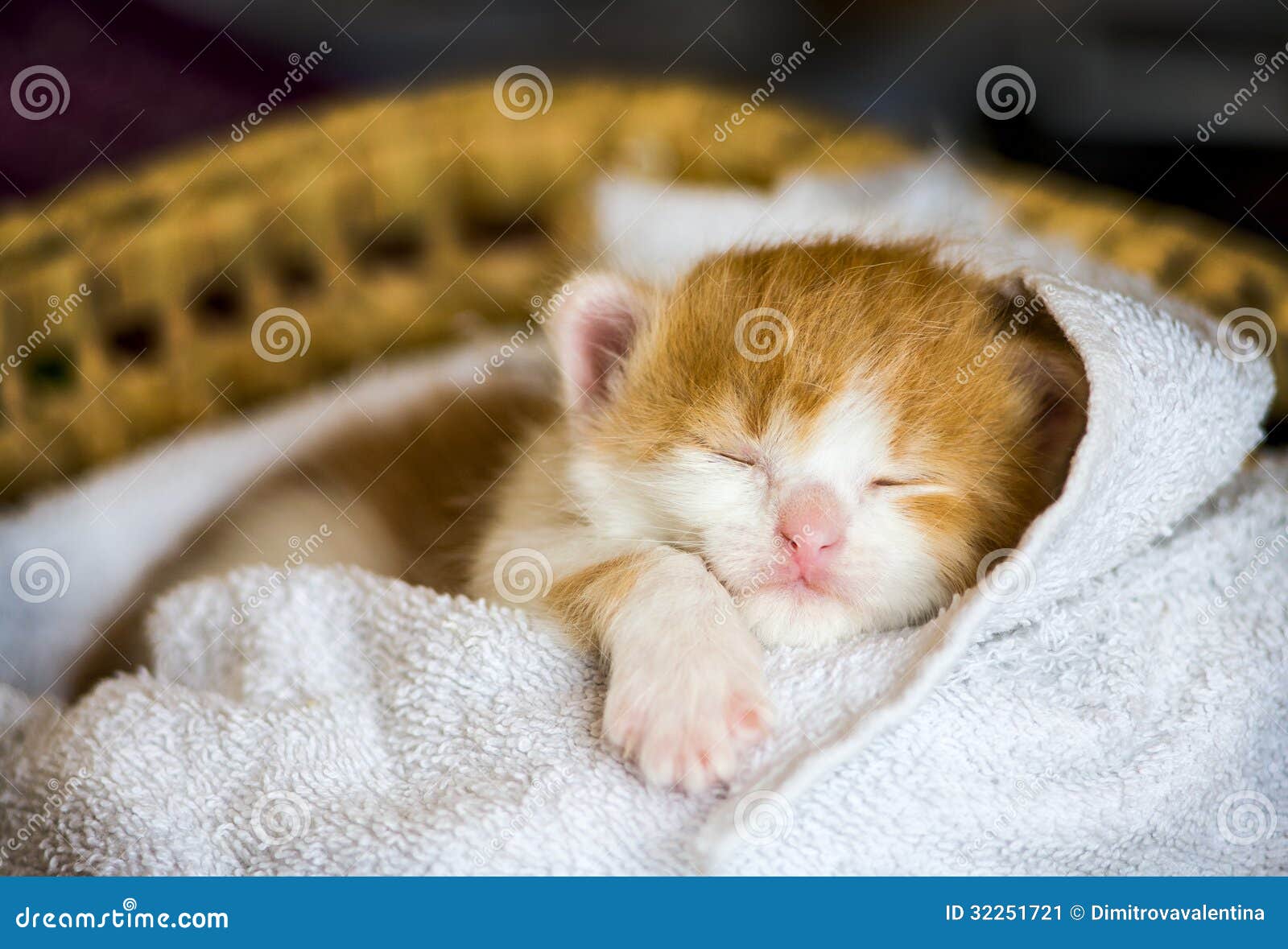 Piccolo gatto del bambino immagine stock. Immagine di chiusura 32251721