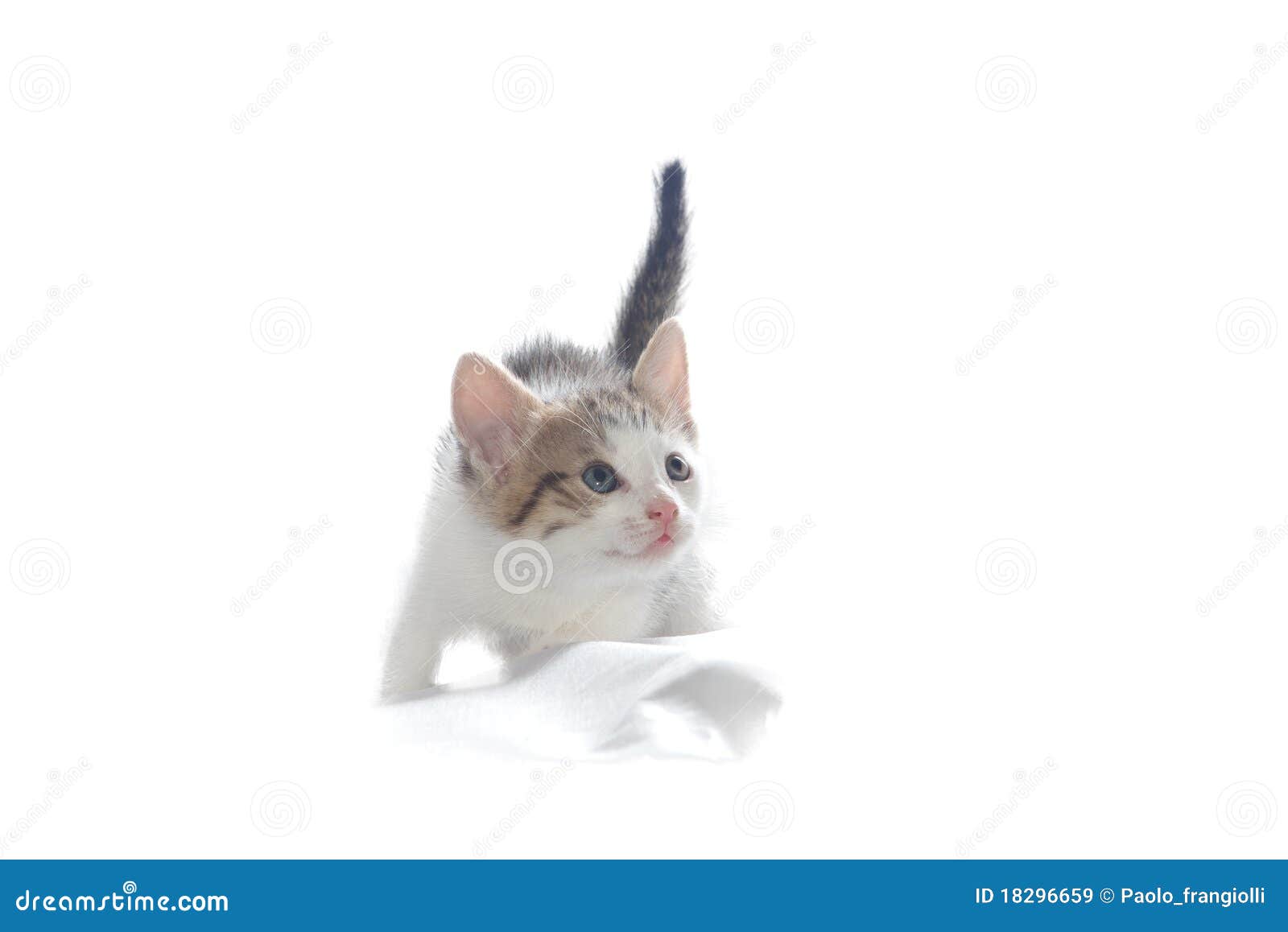 Piccolo gatto dolce immagine stock. Immagine di bianco 18296659