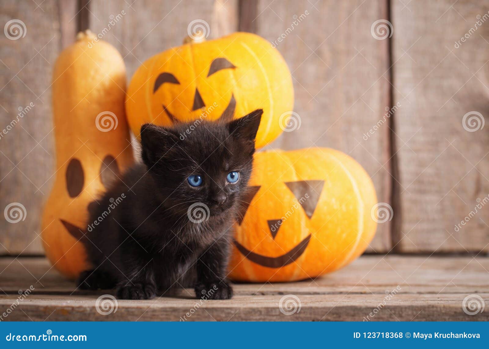 Animali Di Halloween Feltro Di Gatti Neri Schema Di Marcatori Di - Foto 4