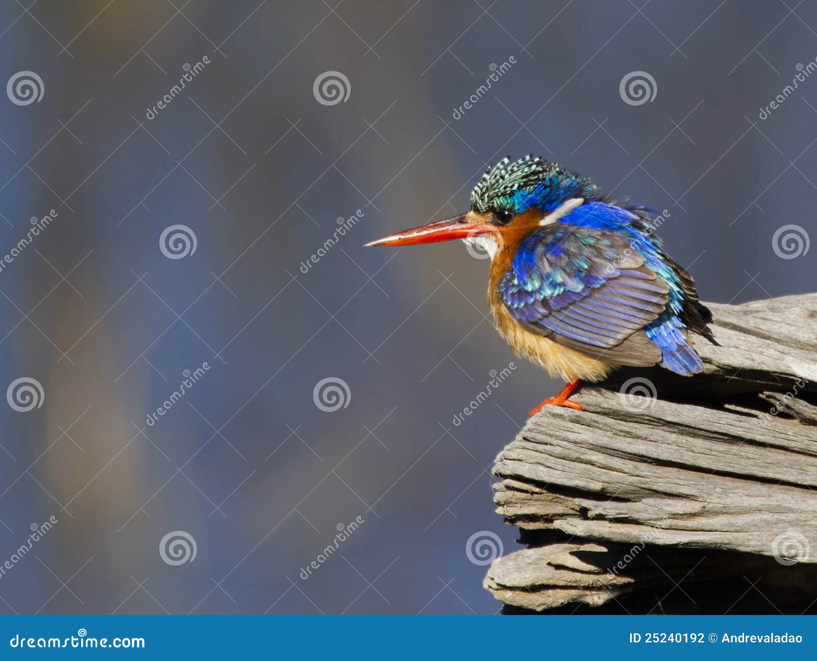 Piccolo Martin Pescatore Stupefacente Della Malachite Fotografia Stock