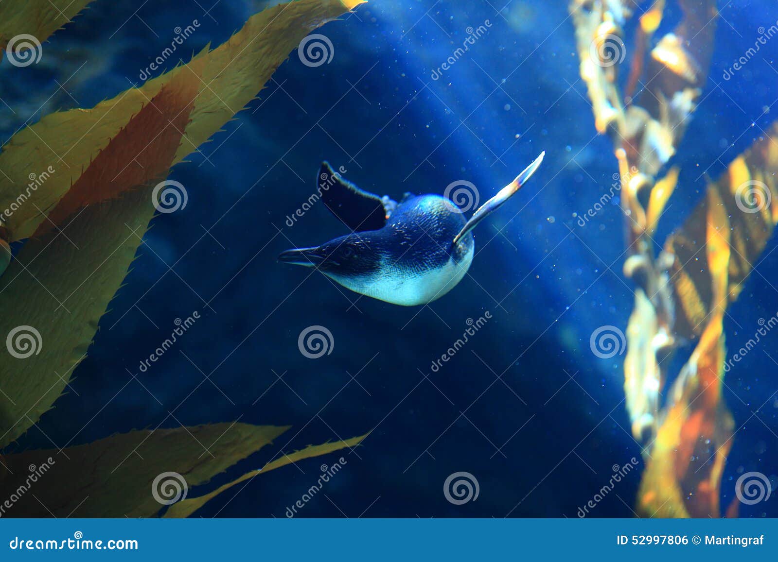 Piccolo Pinguino Subacqueo Fra Le Piante Fotografia Stock ...