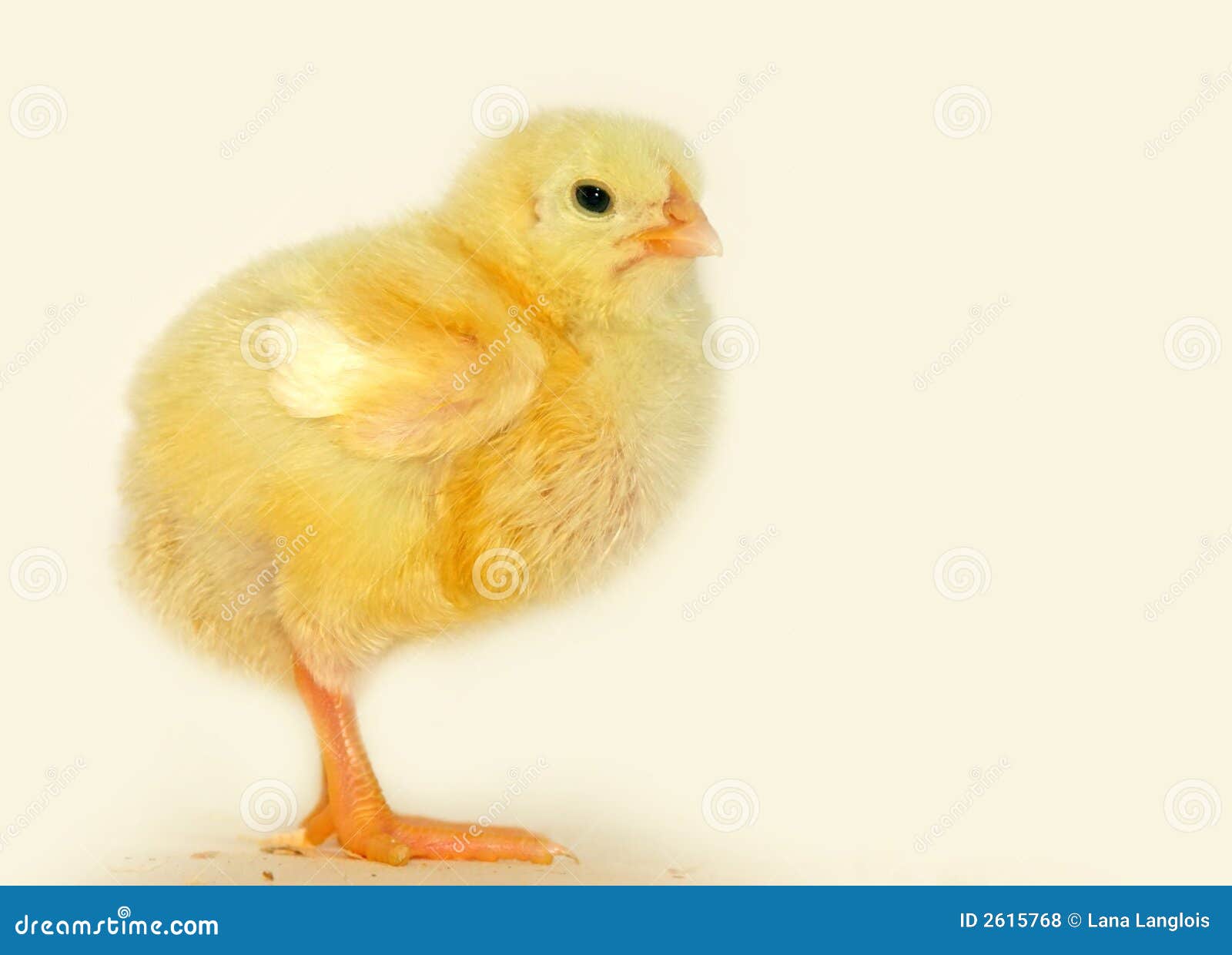 Piccolo pulcino fotografia stock. Immagine di uccelli 2615768