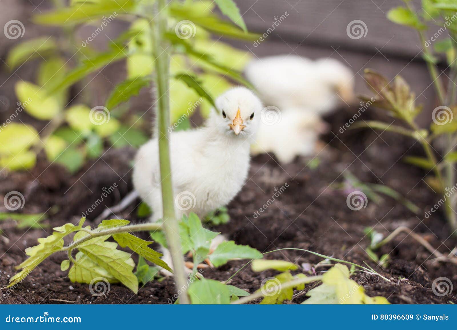 Piccolo Pulcino Che Guarda Dall'erba Immagine Stock Immagine di verde