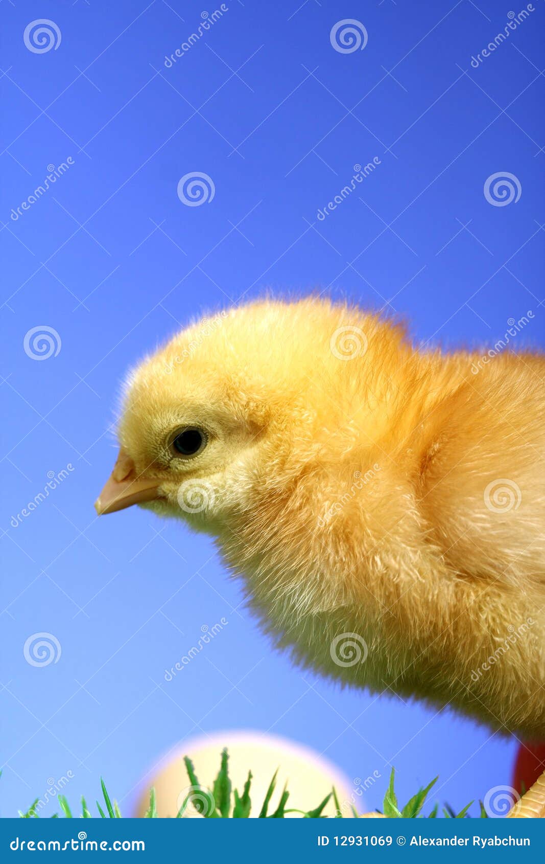 Piccolo pulcino di pasqua immagine stock. Immagine di morbidezza 12931069