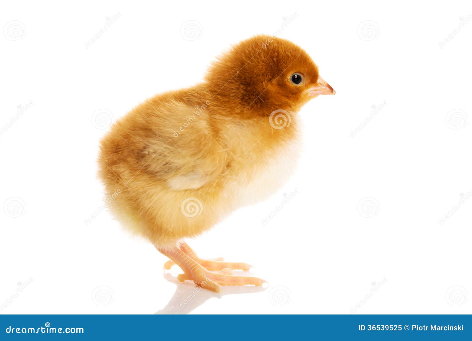 Piccolo Pulcino Giallo Di Pasqua. Immagine Stock Immagine di