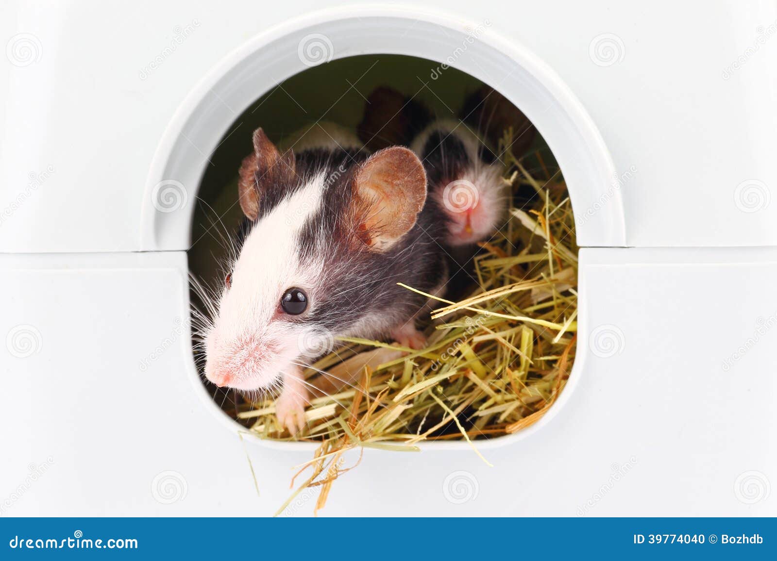 Piccolo Topo Che Attacca Naso Dal Foro Fotografia Stock Immagine di