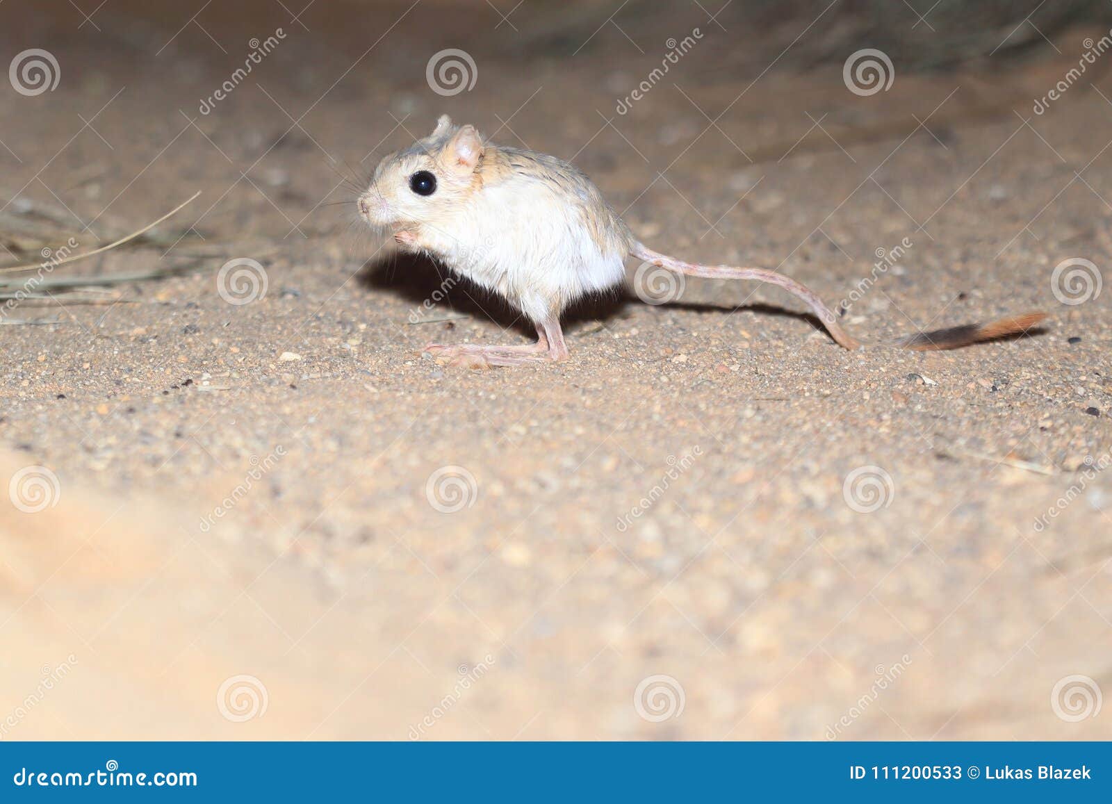 Piccolo Topo Delle Piramidi Del Deserto Immagine Stock Immagine Di Piccolo Deserto 111200533