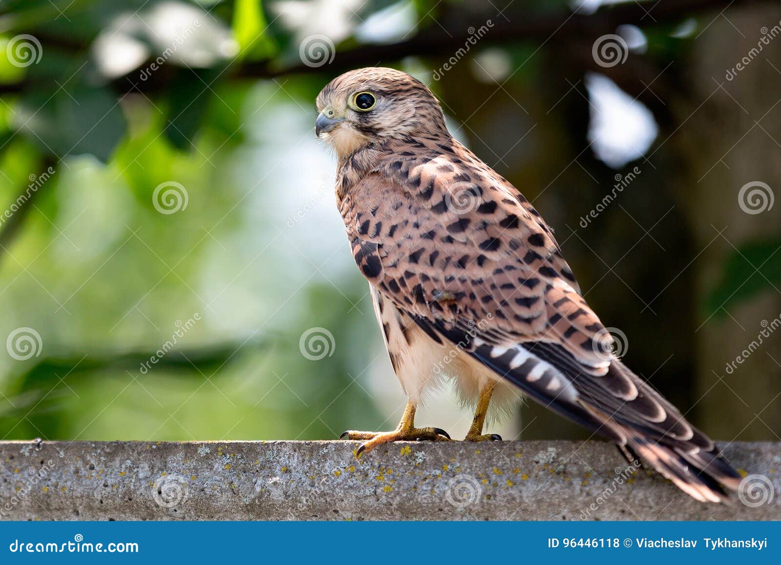 Piccolo uccello del falco fotografia stock. Immagine di maschio - 96446118