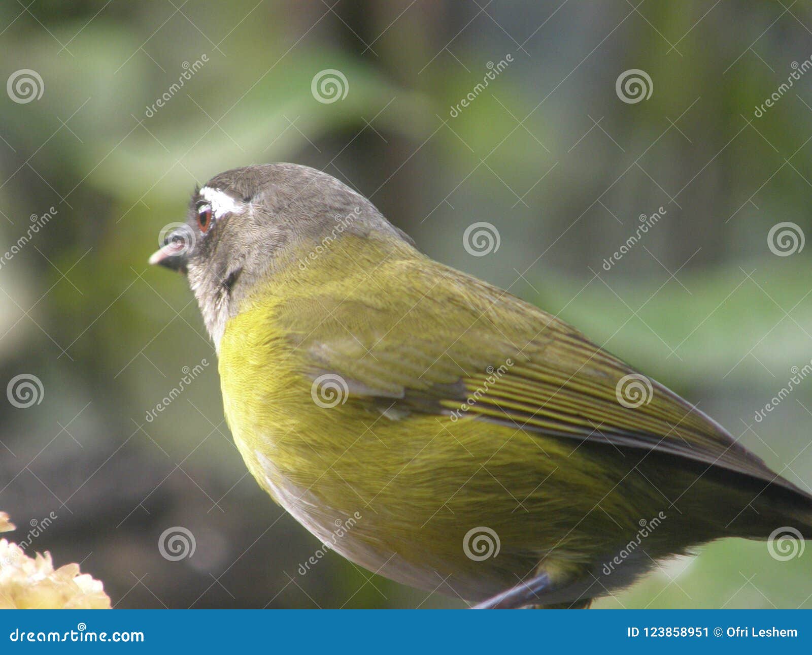 Piccolo Uccello Grigio Verde Stupefacente Immagine Stock - Immagine di ...