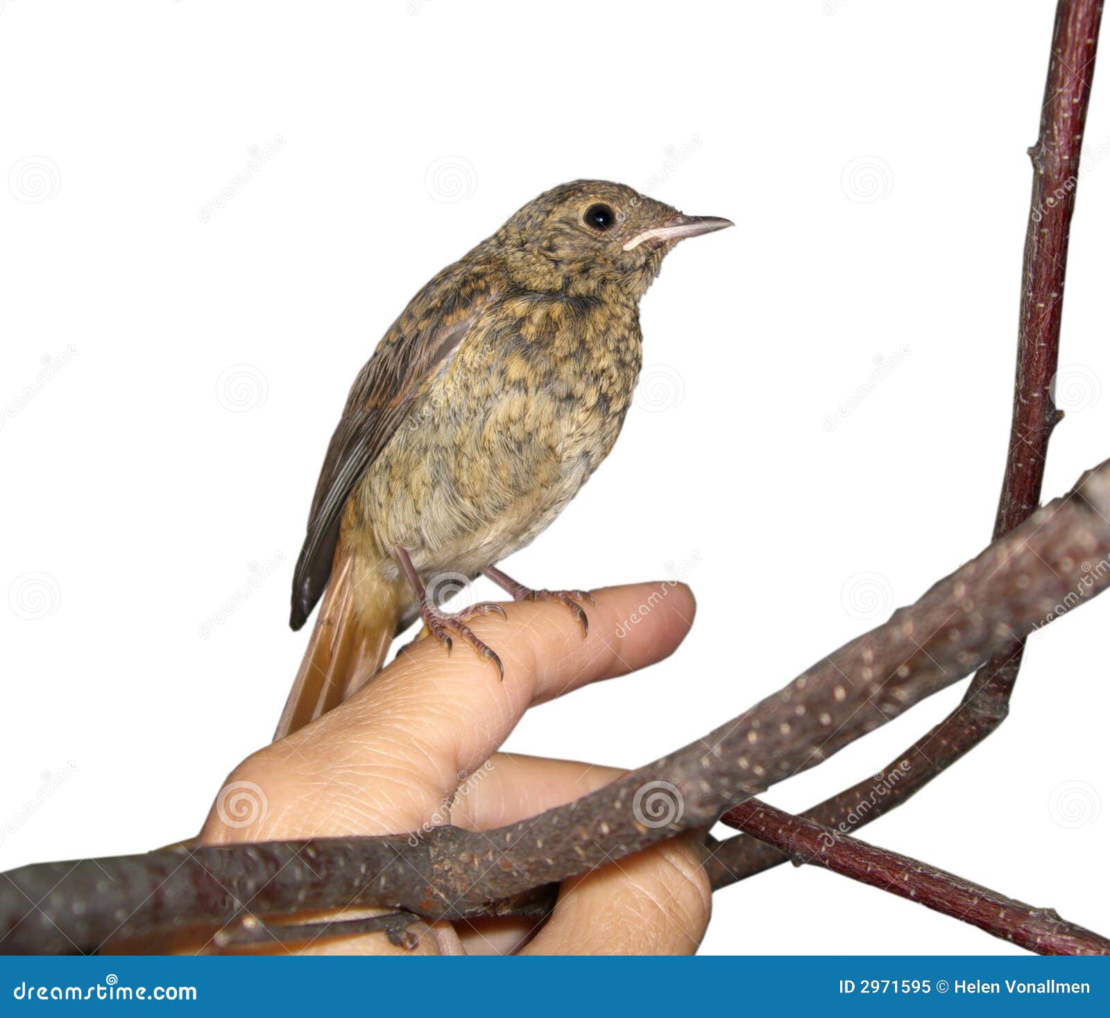 Piccolo Uccello Redstart Nero Immagine Stock Immagine di recupero