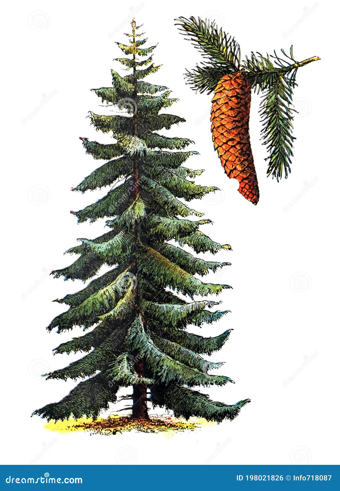 picea abies pinaceae / antique engraved  from from la rousse xx sciele