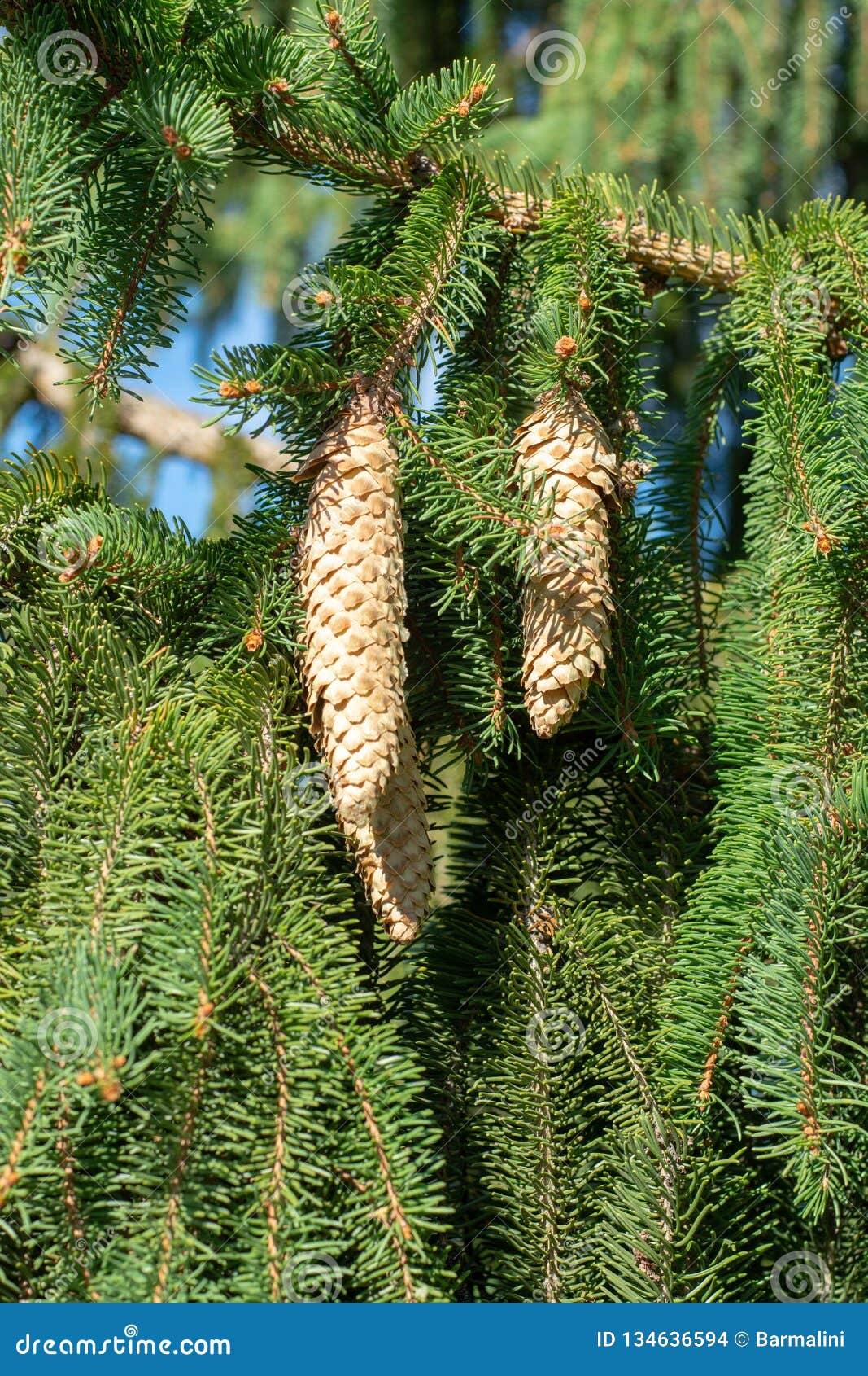 picea schrenkiana evergreen fir tree with long cones, christmas tree