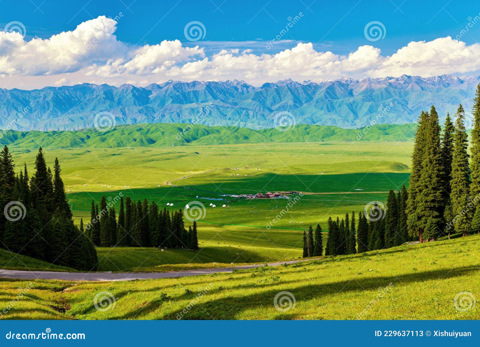 the picea schrenkiana in the high mountain meadow of nalati grassland