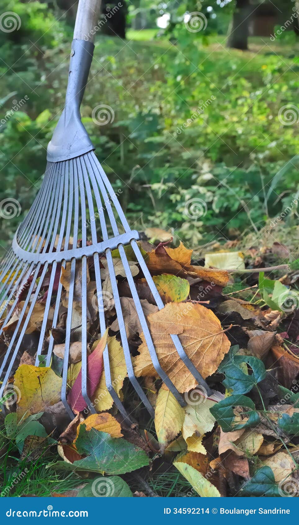 Pick dead leaves stock photo. Image of fall, gardening 34592214