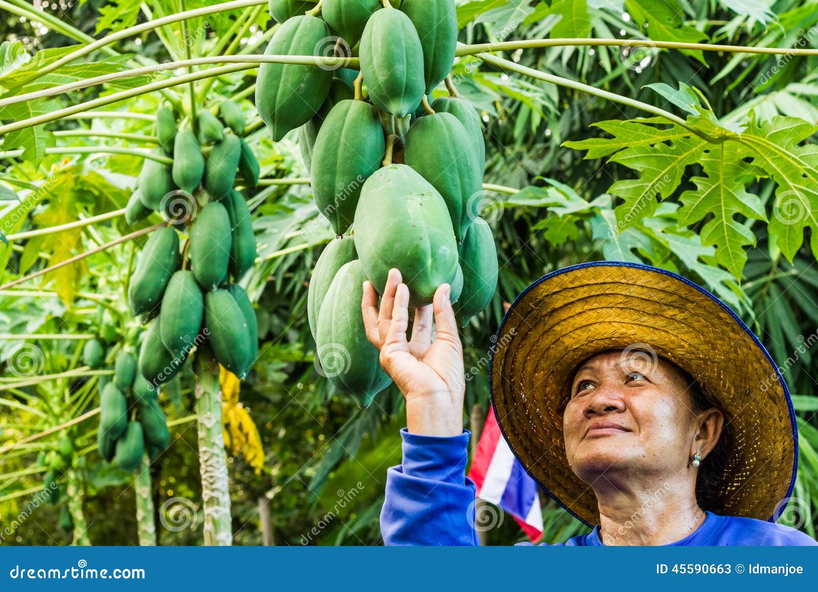 Pick up papaya stock image. Image of plant, skin, fruit 45590663