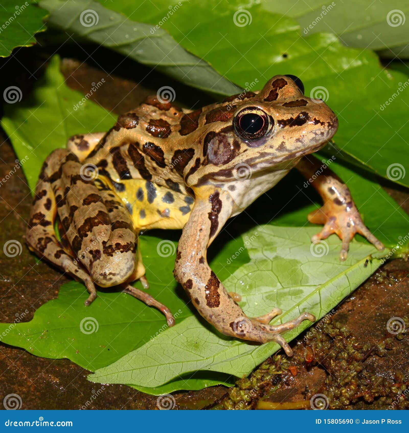 pickerel frog (rana palustris)