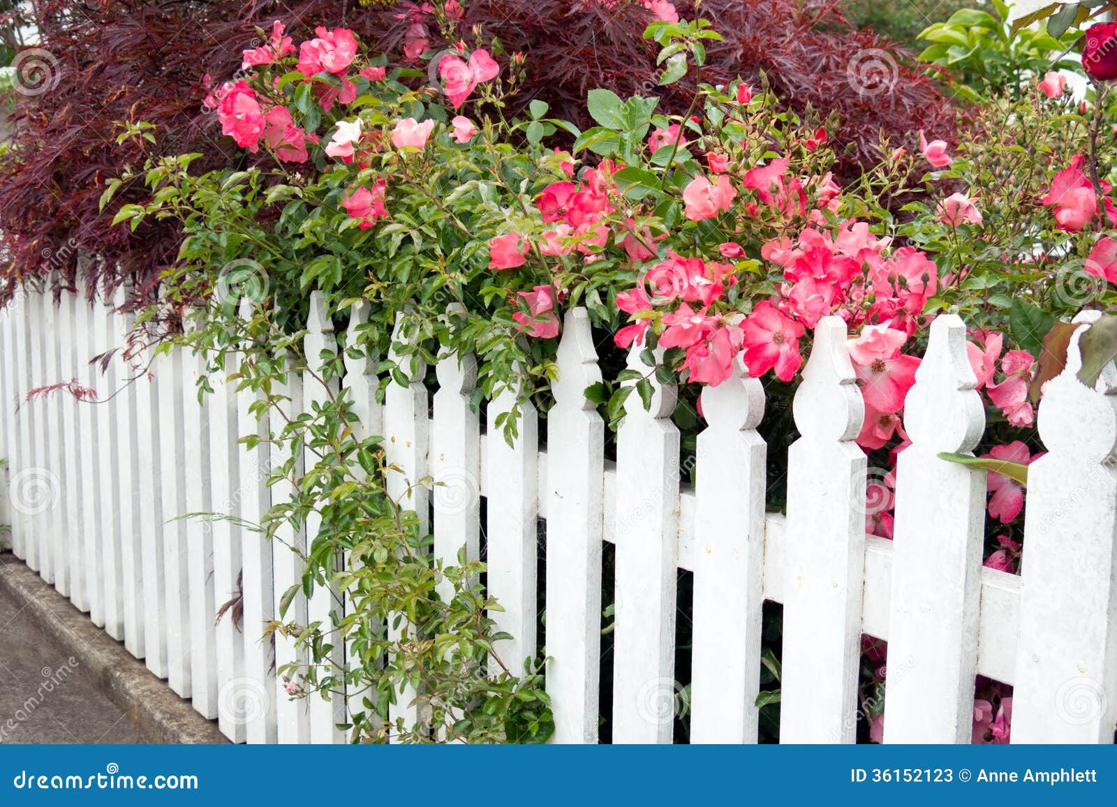 Picket fence with roses stock image. Image of country 36152123