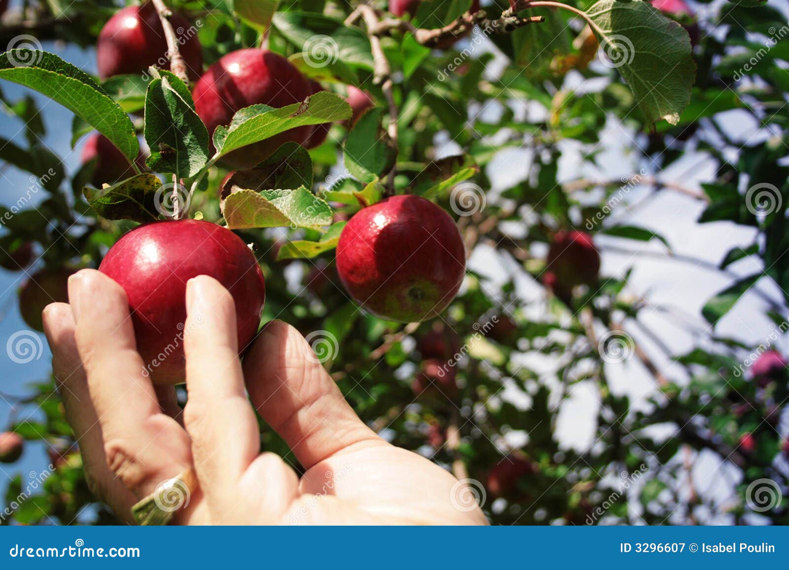 picking an apple