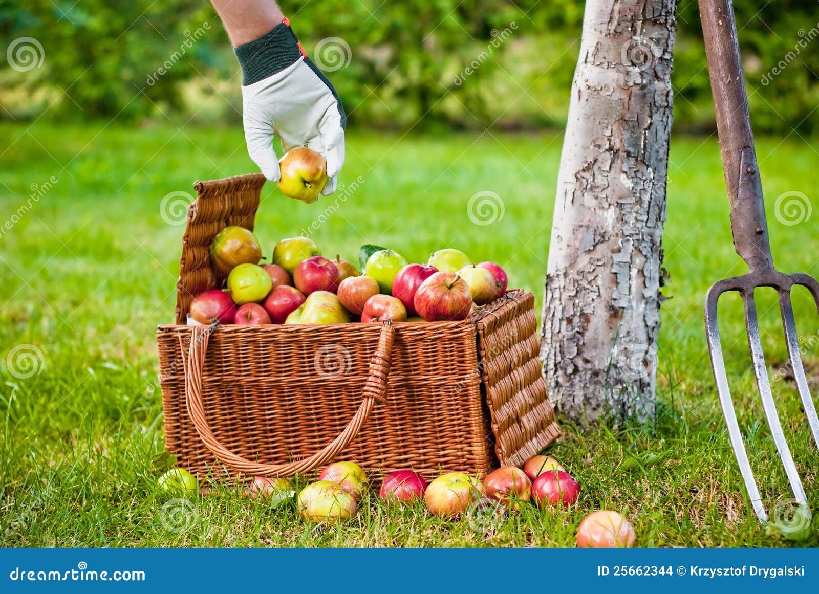 В корзину положили яблок