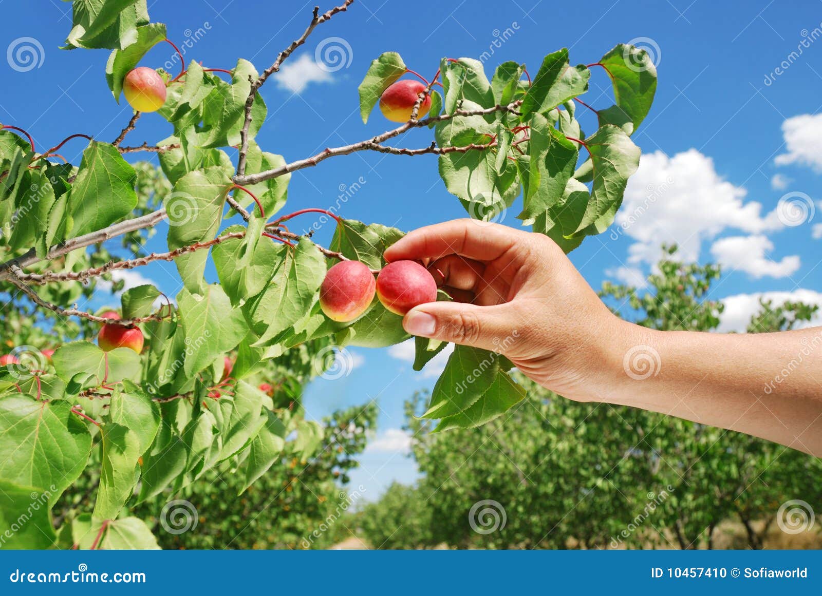 Picking Apricot stock photo. Image of orchard, people 10457410