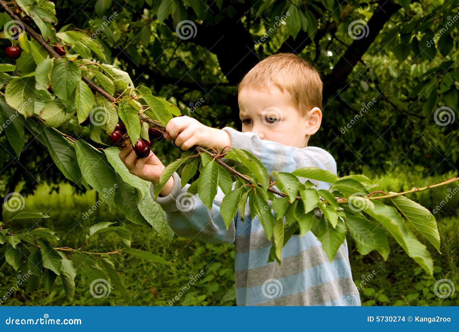 Picking berries stock photo. Image of cherries, horizontal 5730274