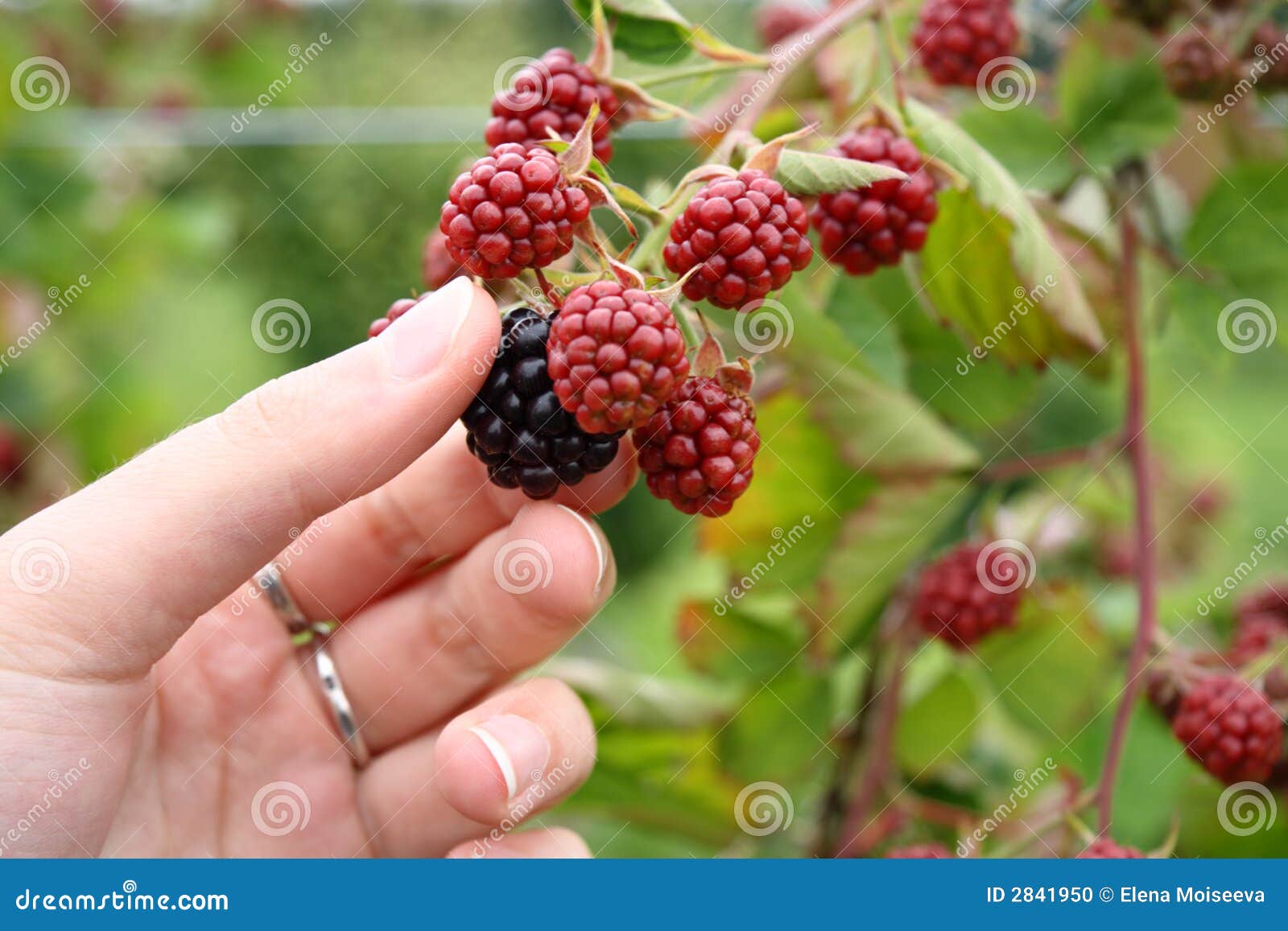 Picking Blackberries on a Farm Stock Photo Image of outdoors, purple